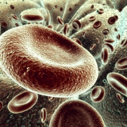 Cell Stem Cell：新鲜血液中的巨噬细胞有助于修复髓鞘损伤