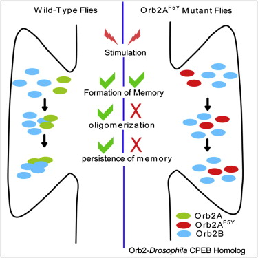 Cell：研究揭示突触加固及维持记忆犹新的机制