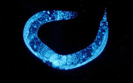 研究人员改变了一种秀丽隐杆线虫的基因机制