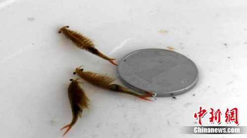 像鱼又像虾的小生物，被称为仙女虾。