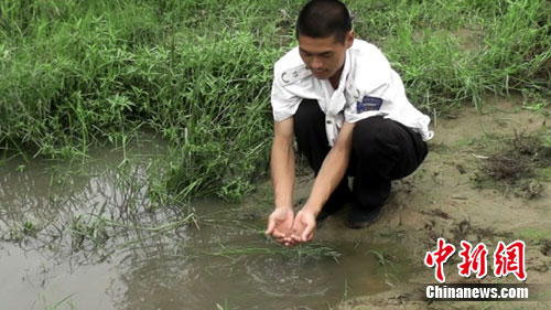 郑州市民郭志强在贾鲁河的水塘里发现的这些小生物。