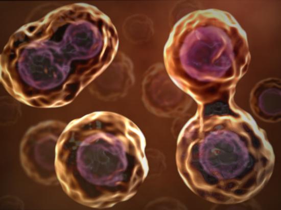Cell division