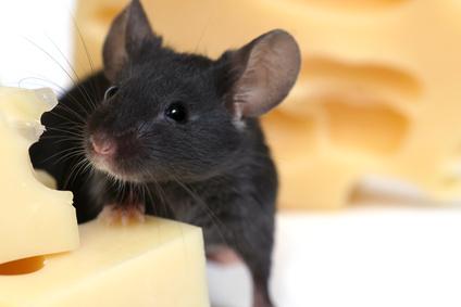 低碳水化合物、高蛋白质饮食能预防癌症和减缓癌细胞的生长