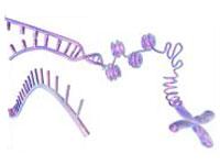 能促进脂肪组织形成的小RNA
