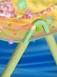 探针进入细胞示意图