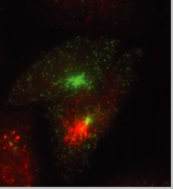细胞内2个RNA分子