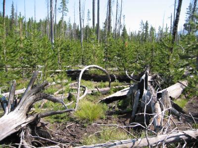  This is a lodgepole pine forest in the Yellowstone area regrowing after a fire. (Credit: Erica A. H. Smithwick)
