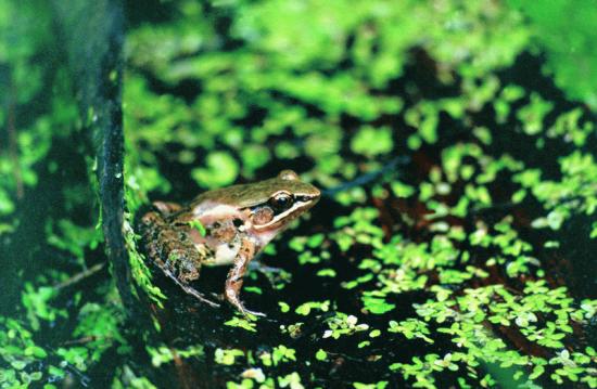有“房”雄性仙琴蛙更好找对象