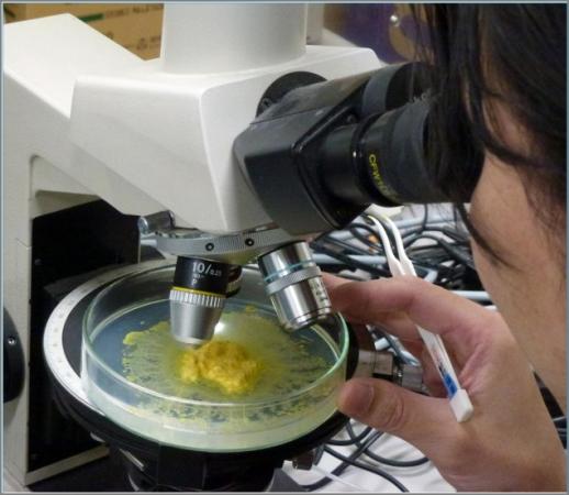 科学家研究黄色黏菌