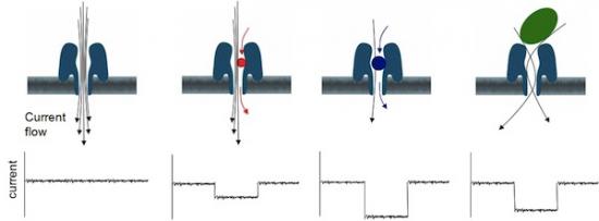 英国发布迷你型基因检测设备MinION