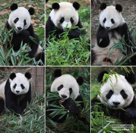 中国最大规模大熊猫野化放归成都启动