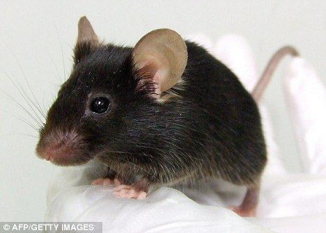 人造芯片成功取代了实验鼠失灵的小脑