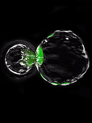 运用克隆技术制造干细胞