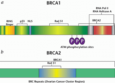brca1和brca2基因结构示意图