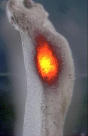 美科学家计划用生物电进行器官再造实验