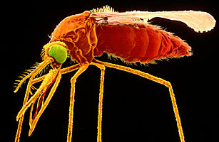 制成第一种疟疾疫苗