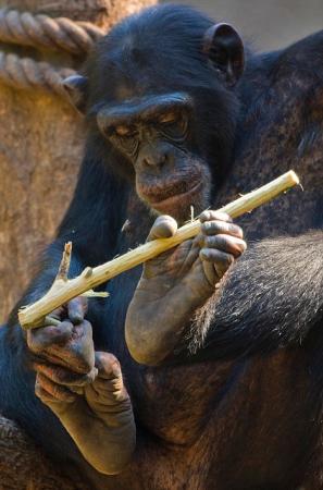 塞内加尔方果力地区的黑猩猩掌握着相对复杂的生活方式，它们用矛来猎杀其它动物，并将洞穴作为庇护所，群体之间可能较频繁地存在交易行为
