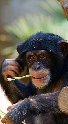 黑猩猩存在像人类一样的交易行为