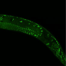 图中闪光处是在线虫基因组上的化学物品所标出的标志，与其祖代突变而来的长寿基因上的标志相同—尽管这一代并未发生这种突变。 来源：特拉维斯·J·毛里斯（Travis J. Maures）