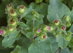 日本测试牛蒡子提取物甘元治疗胰腺癌效果