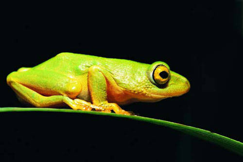 气候变暖冷血动物体型萎缩