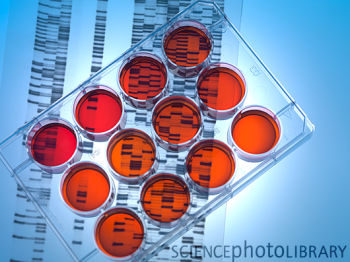美科学家难获人类胚胎干细胞用于研究