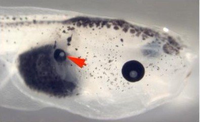 美科学家计划用生物电进行器官再造实验