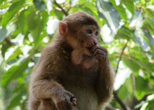 日科学家拟用1000只猴子测试福岛核辐射水平