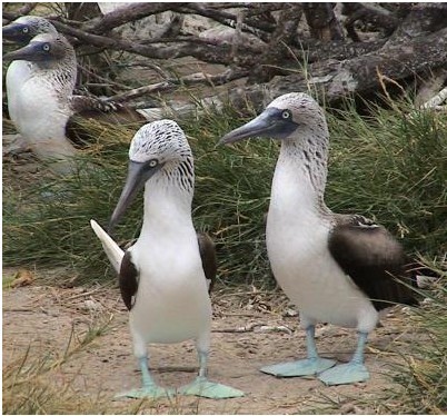 blue-footed booby (Sula nebouxii)