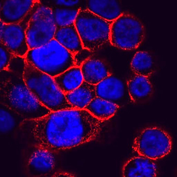 A field of cells engineered to express human sEGFR, a cancer biomarker.