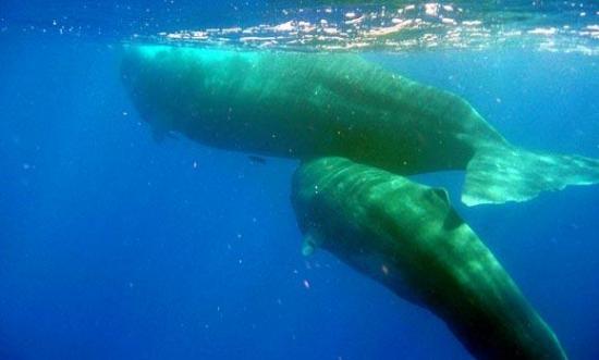 Fingers and her baby Thumb swim together off the coast of Dominica.
