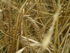 'Sweet Wheat' for Tastier and More Healthful Baking