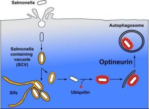 Scheme of Salmonella infection and clearance via autophagy pathway. 
