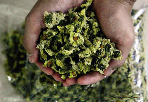 江苏射阳“毒菊花”传闻调查:“200吨”不实但有隐患