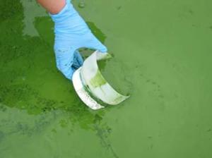 Cyanobacteria.
