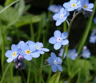 研究发现"勿忘我"汁液有助镇静和抗抑郁