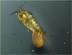 Tigriopus californicus