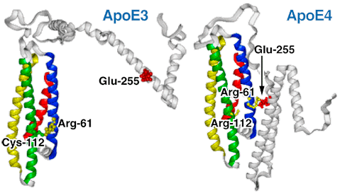 APOE-e3和APOE-e4