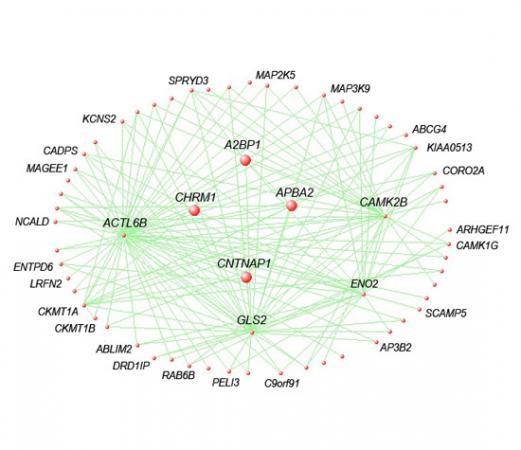 Networks of genes altered in autism brains