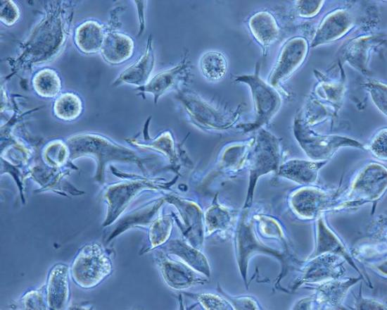 BMC：培养细胞可替动物用于制药试验