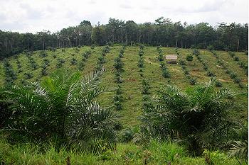 印尼热带雨林边缘的油棕榈种植园
