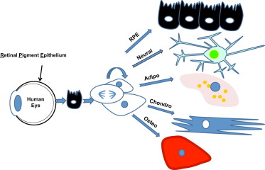 Cell stem cell：人视网膜色素上皮组织也存在神经干细胞