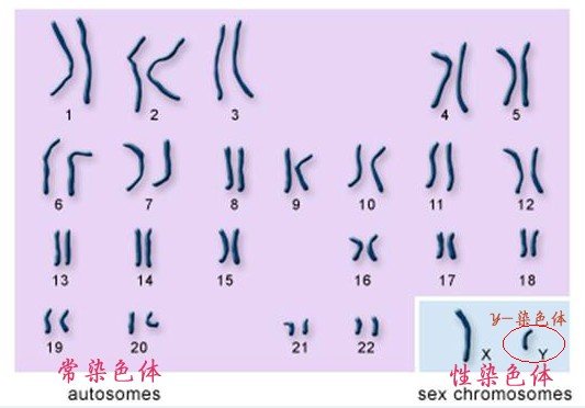 张田勘:“曹操墓”验下DNA,没什么大不了