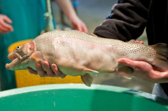 转基因鱼：能否摆上餐桌引争议