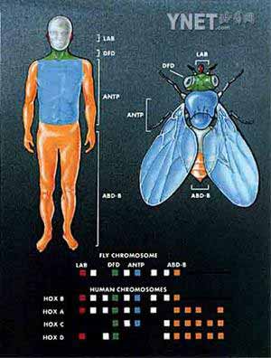 正常果蝇的触角  突变果蝇的触角发育为足