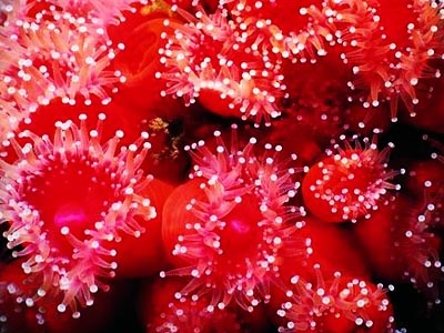 日本科学家２５日说珊瑚是在约５亿年前出现的