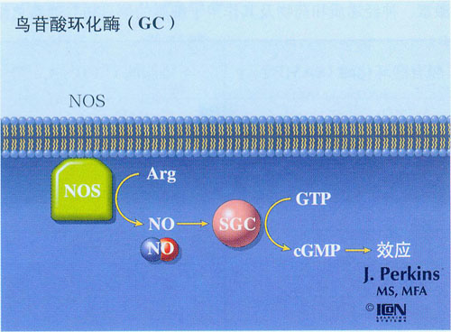 Science：肠道激素受体与脑和ADHD有关