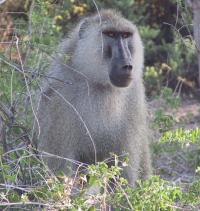 成年雄性猴在监视其它猴活动时表示高度警惕