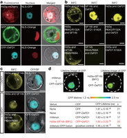 Figure 3: The Hd3a–GF14b complex enters the nucleus to interact with OsFD1.