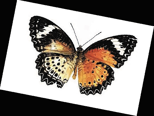 雌雄同体的生物 每只蜗牛都有"丘比特之箭"